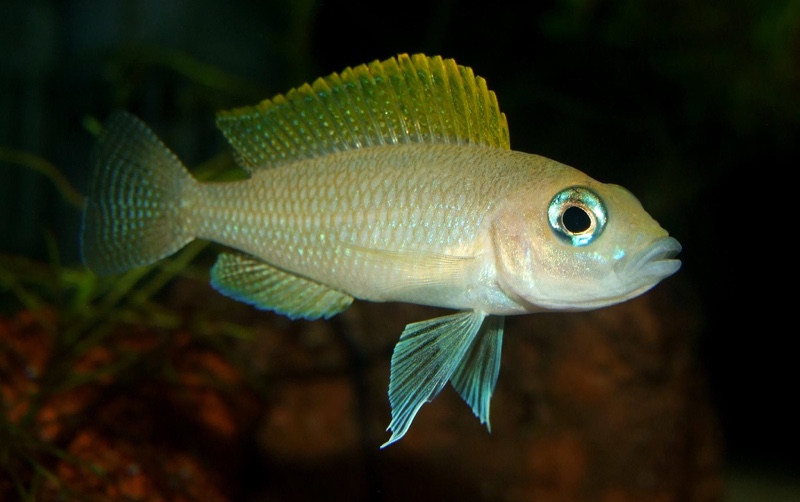 Neolamprologus caudopunctatus 'Kapampa'